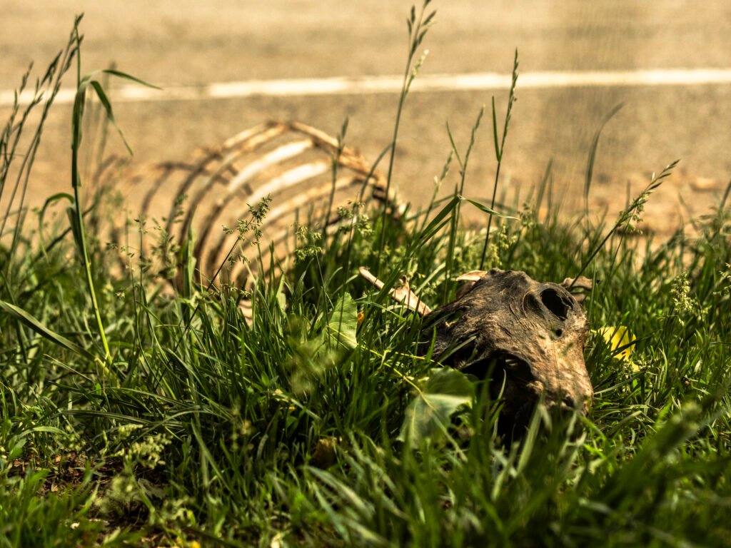 Deer Carcass