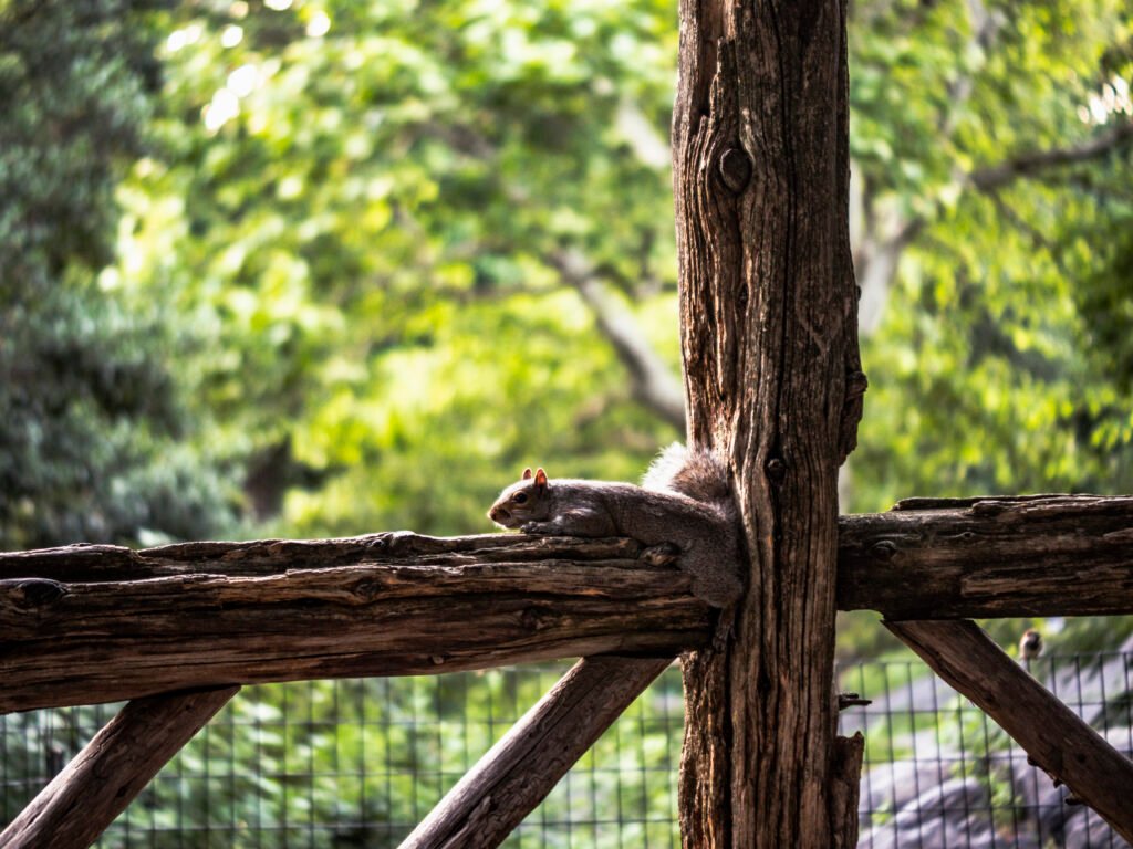 Central Park Squirrel