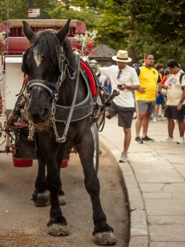 Central Park Horse